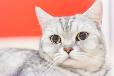 İskoç kedisinin portresi. İskoç kedisinin yüzü.