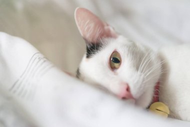 Yatakta yatan sevimli beyaz kedi. Yumuşak evcil hayvan merakla bakıyor. Sokak kedisi yatakta uyuyor. Rahat ev arka planı, sabah yatma zamanı..