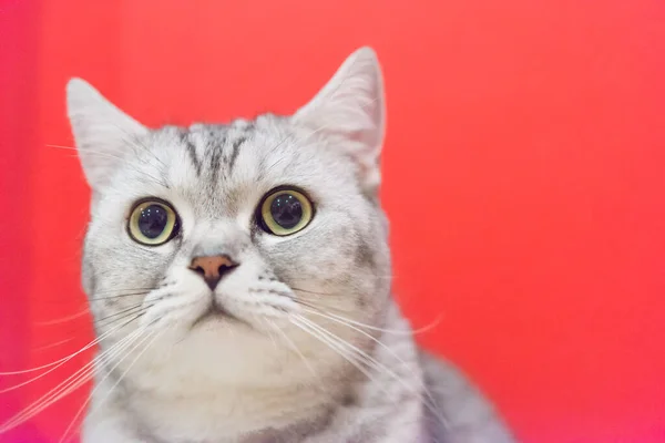 Portrait of a scottish fold cat.Face of scottish fold cat