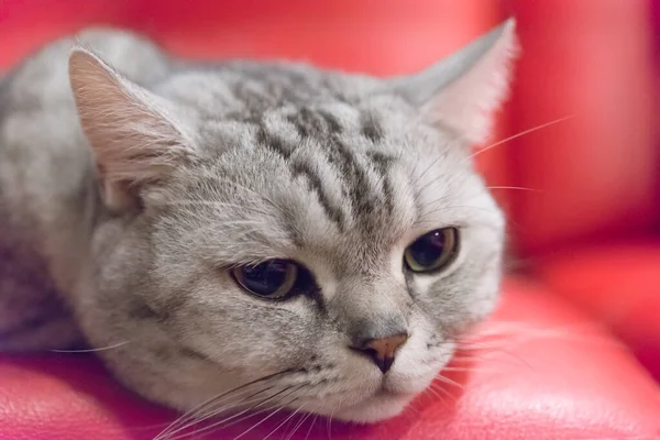 Portré Egy Skót Fold Cat Face Skót Fold Macska — Stock Fotó