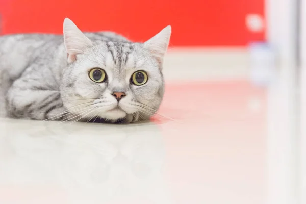 Portré Egy Skót Fold Cat Face Skót Fold Macska — Stock Fotó
