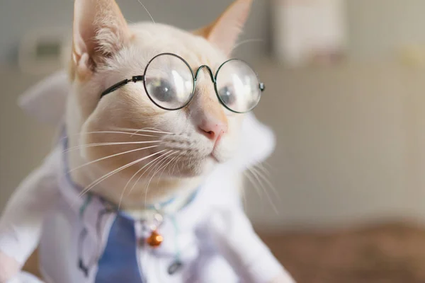 Retrato Lindo Gato Blanco Vestido Médico Concepto Veterinario —  Fotos de Stock