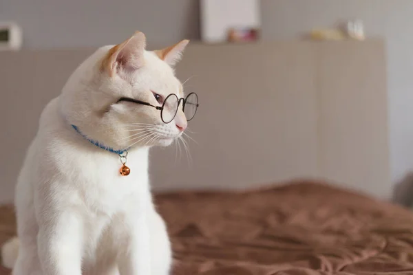 Porträtt Vit Katt Bär Glasögon Och Sällskapsdjur Mode Koncept — Stockfoto