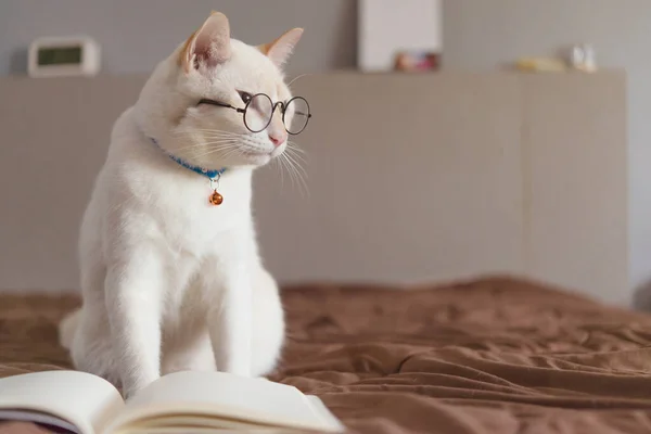 Gözlük takan ve kitap okuyan beyaz kedi portresi.