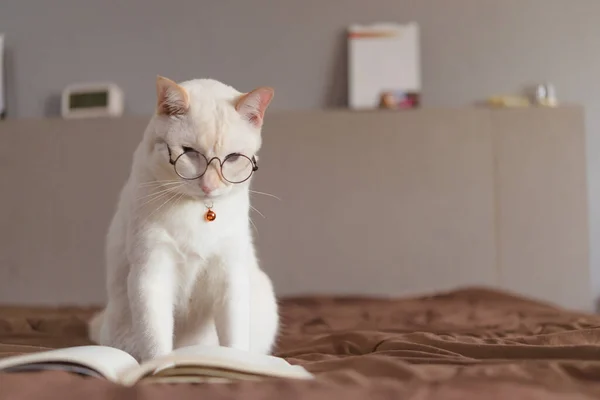 Portrait White Cat Wearing Glasses Reading Book Pet Fashi — Stock Photo, Image