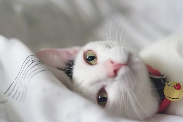 Aranyos Fehér Macska Fekszik Ágyban Bolyhos Kisállat Furcsán Bámul Kóbor — Stock Fotó