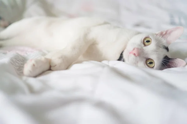 Gato Branco Bonito Deitado Cama Animal Estimação Fofo Está Olhando — Fotografia de Stock