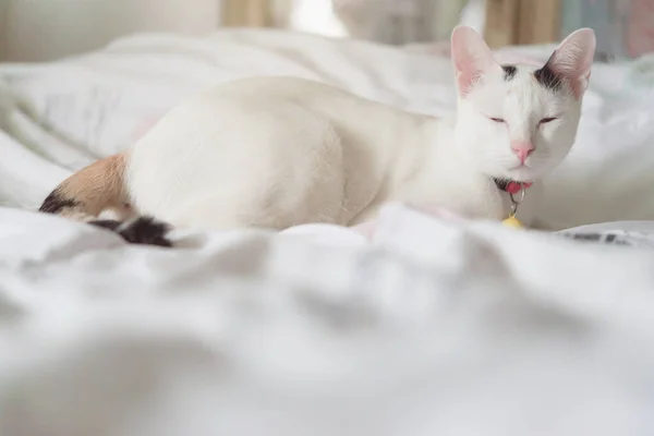 Söt Vit Katt Liggande Sängen Fluffigt Husdjur Stirrar Märkligt Vilsen — Stockfoto