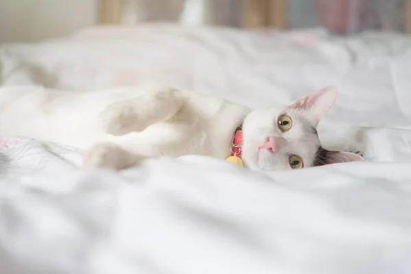 Gato Branco Bonito Deitado Cama Animal Estimação Fofo Está Olhando — Fotografia de Stock