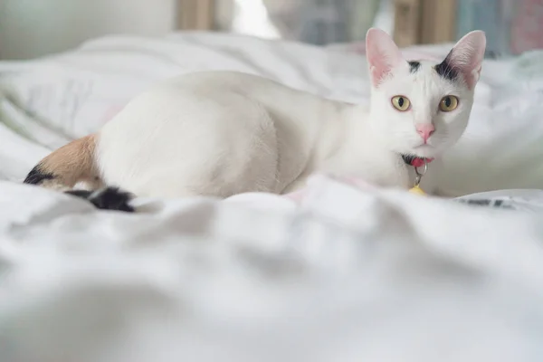 可愛い白い猫が寝そべっている ふわふわのペットが不思議に見ています ベッドの上で子猫の睡眠を中継します 居心地の良い家の背景 朝の就寝 — ストック写真