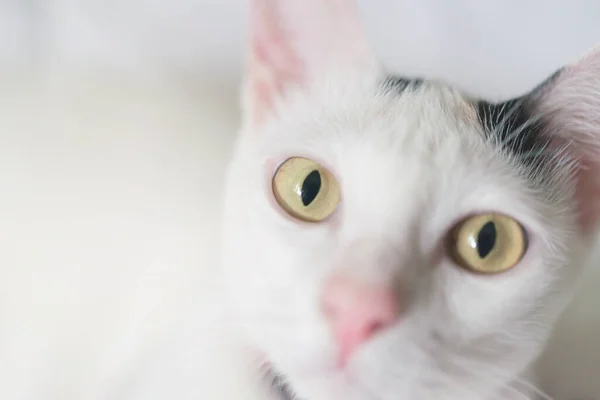 Gato Branco Bonito Deitado Cama Animal Estimação Fofo Está Olhando — Fotografia de Stock