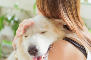 Kadın, köpek dostu hayvanına sarılıyor. Büyük köpeğe, mutluluğa ve arkadaşlığa. evcil hayvan ve kadın.