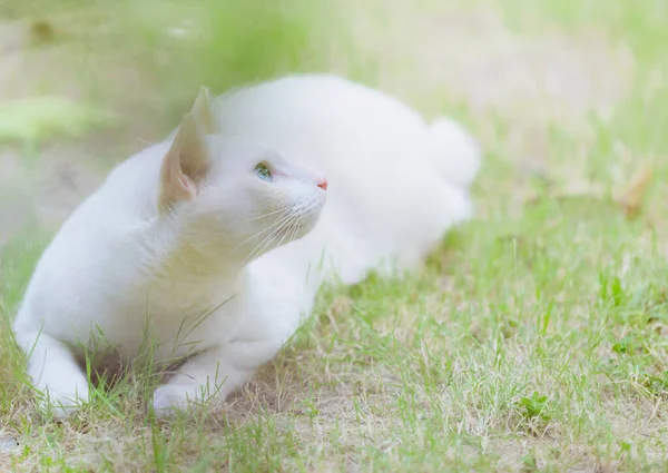 白い猫が草の上に座り ペットのコンセプト — ストック写真