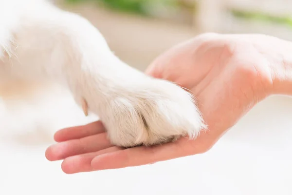 Contact between dog paw and human hand, gesture of affection