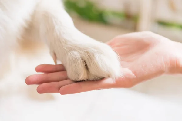 Köpek patisi ve insan eli arasındaki temas, sevgi göstergesi.