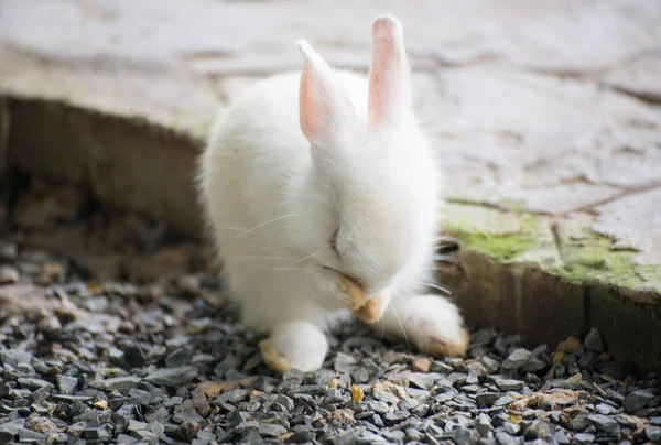 公園の屋外での赤ちゃんウサギ — ストック写真