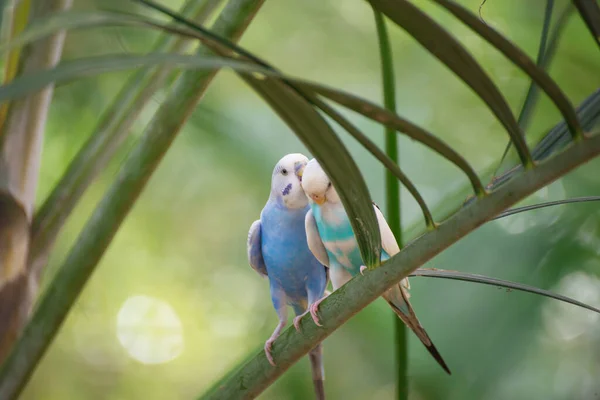 Ağaç Dalında Öpüşen Iki Küçük Budgie Muhabbet Kuşu Melopsittacus Undulatus — Stok fotoğraf