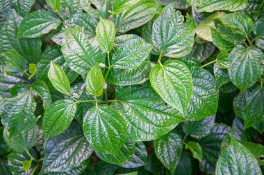 Wildbetal yaprak, Piper sarmentosum Roxb, PIPERACEAE