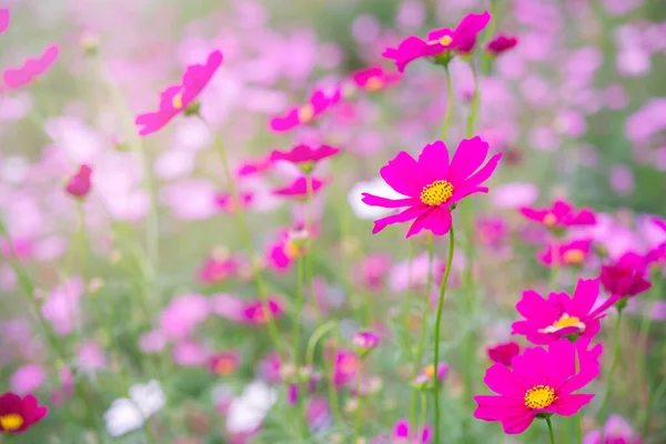 Rosa Branco Cosmos Flores Jardim — Fotografia de Stock