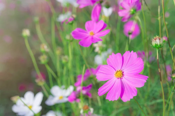 Pink White Cosmos Flowers Garden — Stock Photo, Image
