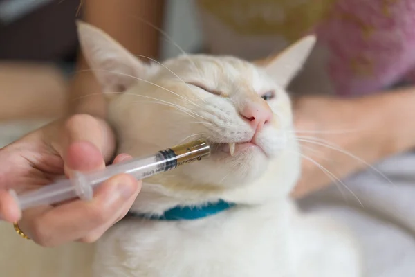 Women giving a drug to a cat.Vet feeding kitten with a syringe,h