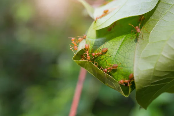Gniazdo Drzewie Naturalnym Widokiem Las Czerwone Mrówki Działają Jako Zespół — Zdjęcie stockowe