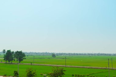 Pirinç ekimi nakli. Tarım kavramları..