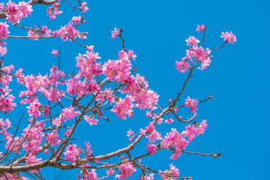 Bahar çiçekleri açarken dalda pembe çiçekler açar.