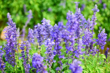 Lavanta bitkileri kapanıyor, yaz mevsimi çiçek açıyor. Bahçe bitkileri.