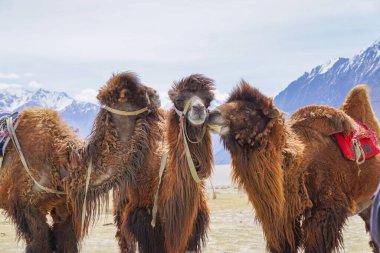 Ladakh, Hindistan 'daki Nubra Vadisi' nde Camel safarisi.