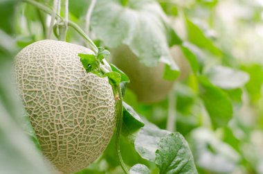 Fresh melons or green melons or cantaloupe melons plants growing in greenhouse clipart
