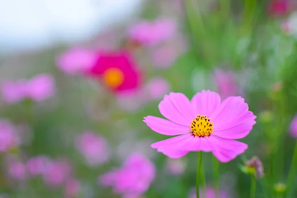 Rosa Branco Cosmos Flores Jardim — Fotografia de Stock