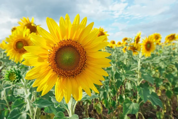 Girasol Jardín Campo Girasol —  Fotos de Stock