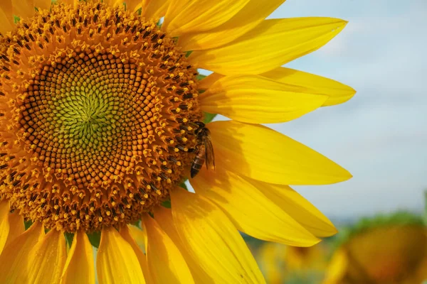 Girasol Jardín Campo Girasol —  Fotos de Stock