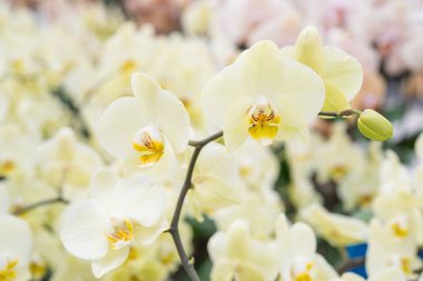 Bir grup benekli mor güve orkidesi, Phalaenopsis kült Sogo Yukidian.