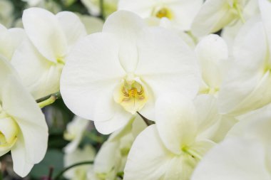 Bir grup benekli mor güve orkidesi, Phalaenopsis kült Sogo Yukidian.