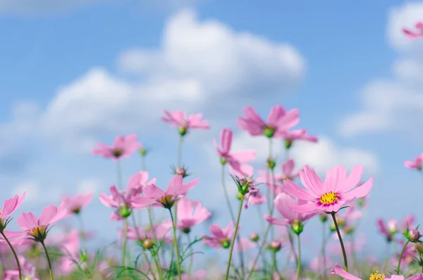 Pink Cosmos Flowers Blooming Field — Stock Photo, Image