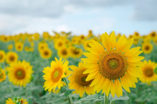 Girasol Jardín Campo Girasol —  Fotos de Stock