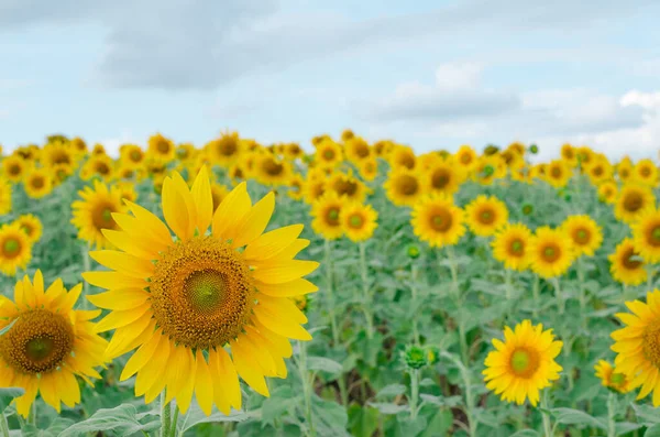 Girasol Jardín Campo Girasol —  Fotos de Stock