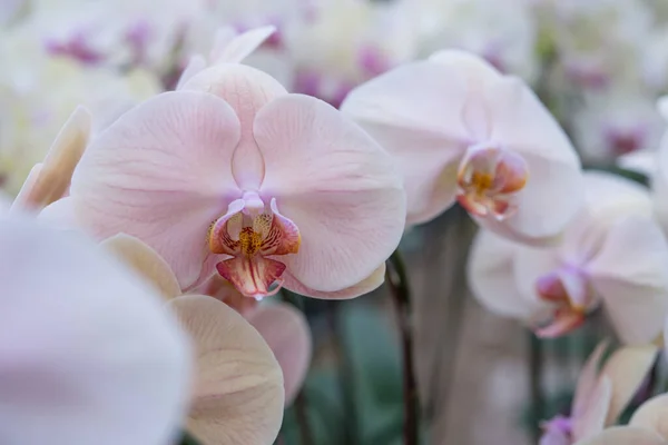 Ett Gäng Blommande Fläckiga Lila Mal Orkidéer Phalaenopsis Sorter Sogo — Stockfoto