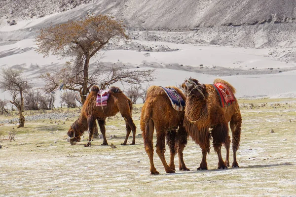 Kamelensafari Nubra Valley Ladakh India — Stockfoto