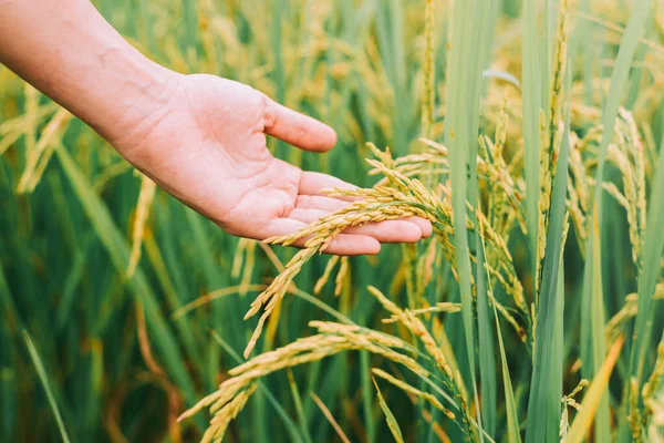 Agriculture Hand Tenderly Touching Young Rice Paddy Field Hand Holding — Stock Photo, Image