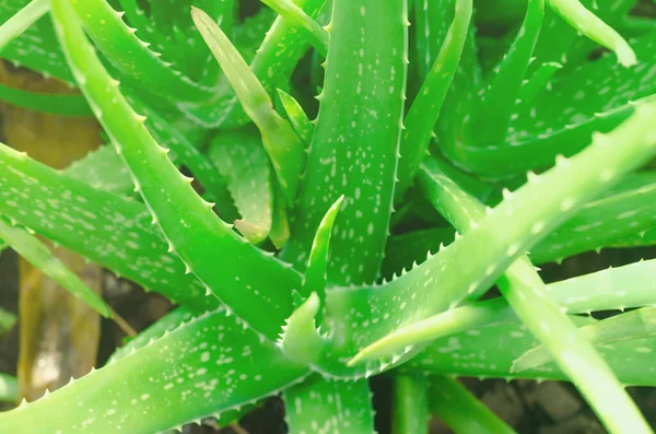 Aloes Vera Lilium Zbliżenie Zielonych Liści Aloe Vera Jest Bardzo — Zdjęcie stockowe