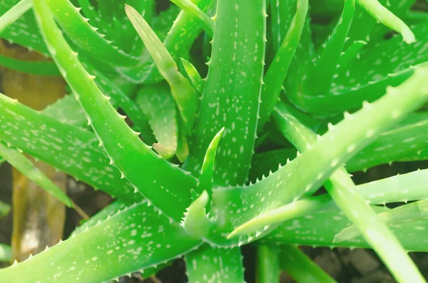 Aloe Vera Lilium Primo Piano Foglie Verdi Aloe Vera Una — Foto Stock