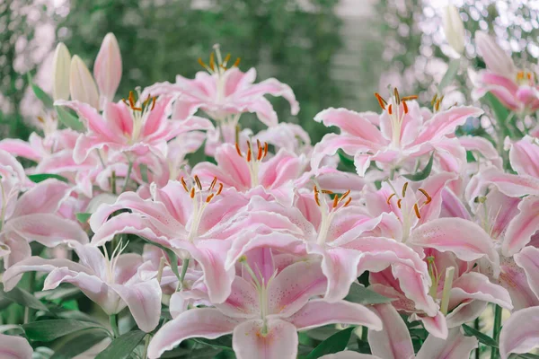 庭のピンクのユリ ユリの仲間の花 ユリの東洋の仲間 春の花 — ストック写真