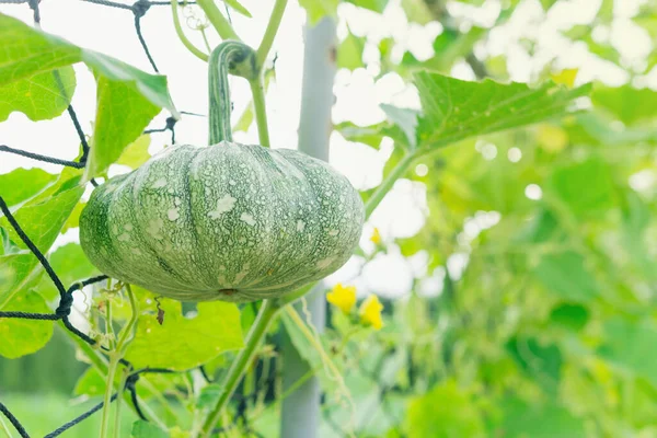 Azja Zielone Dynie Rosnące Polu Home Grown Organic Pumpkin Ogrodzie — Zdjęcie stockowe