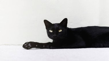 Kara kedi yerde yatıyor..