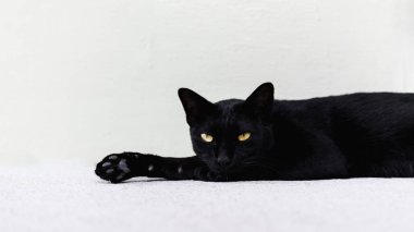 Kara kedi yerde yatıyor..