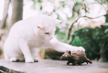 Evcil kedi fare bebeği oynuyor, beyaz kedi fare yakalıyor..
