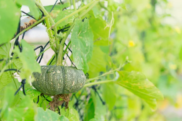 Azja Zielone Dynie Rosnące Polu Home Grown Organic Pumpkin Ogrodzie — Zdjęcie stockowe